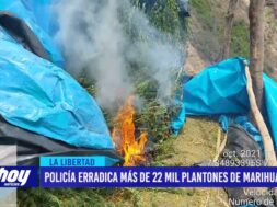 La Libertad: Policía erradica más de 22 mil plantones de marihuana en Sánchez Carrión