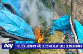 La Libertad: Policía erradica más de 22 mil plantones de marihuana en Sánchez Carrión