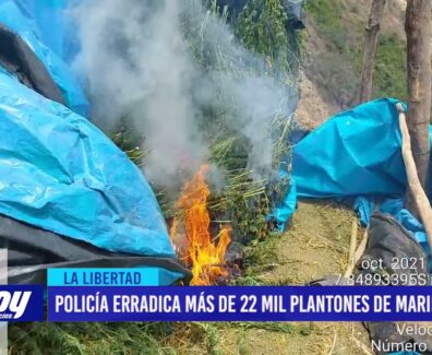 La Libertad: Policía erradica más de 22 mil plantones de marihuana en Sánchez Carrión