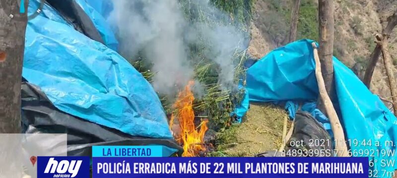 La Libertad: Policía erradica más de 22 mil plantones de marihuana en Sánchez Carrión