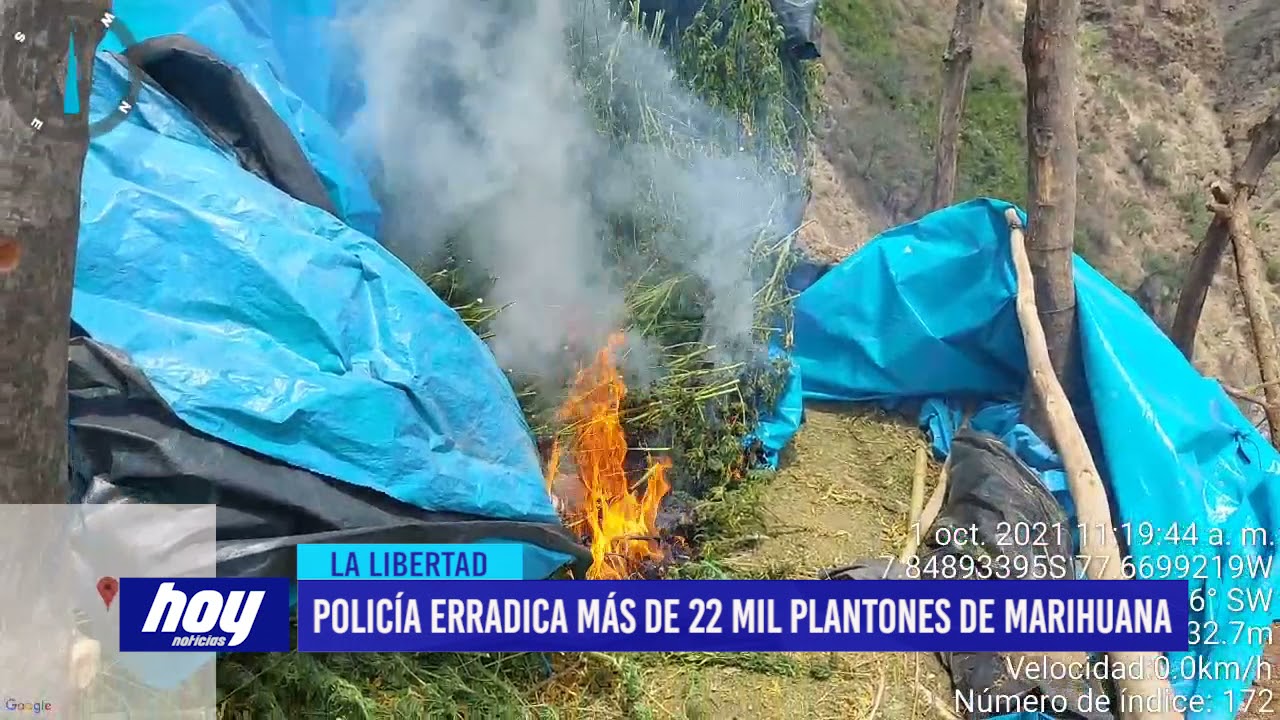 La Libertad: Policía erradica más de 22 mil plantones de marihuana en Sánchez Carrión