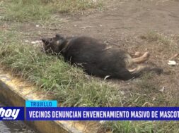 Vecinos denuncian envenenamiento masivo de mascotas