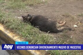 Vecinos denuncian envenenamiento masivo de mascotas