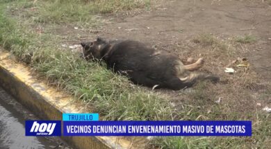 Vecinos denuncian envenenamiento masivo de mascotas