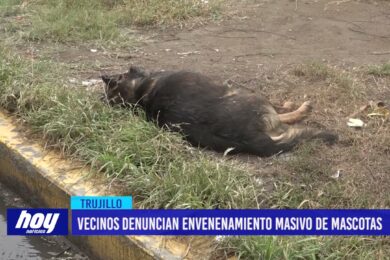 Vecinos denuncian envenenamiento masivo de mascotas