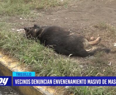 Vecinos denuncian envenenamiento masivo de mascotas