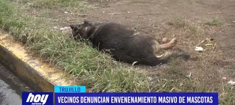 Vecinos denuncian envenenamiento masivo de mascotas