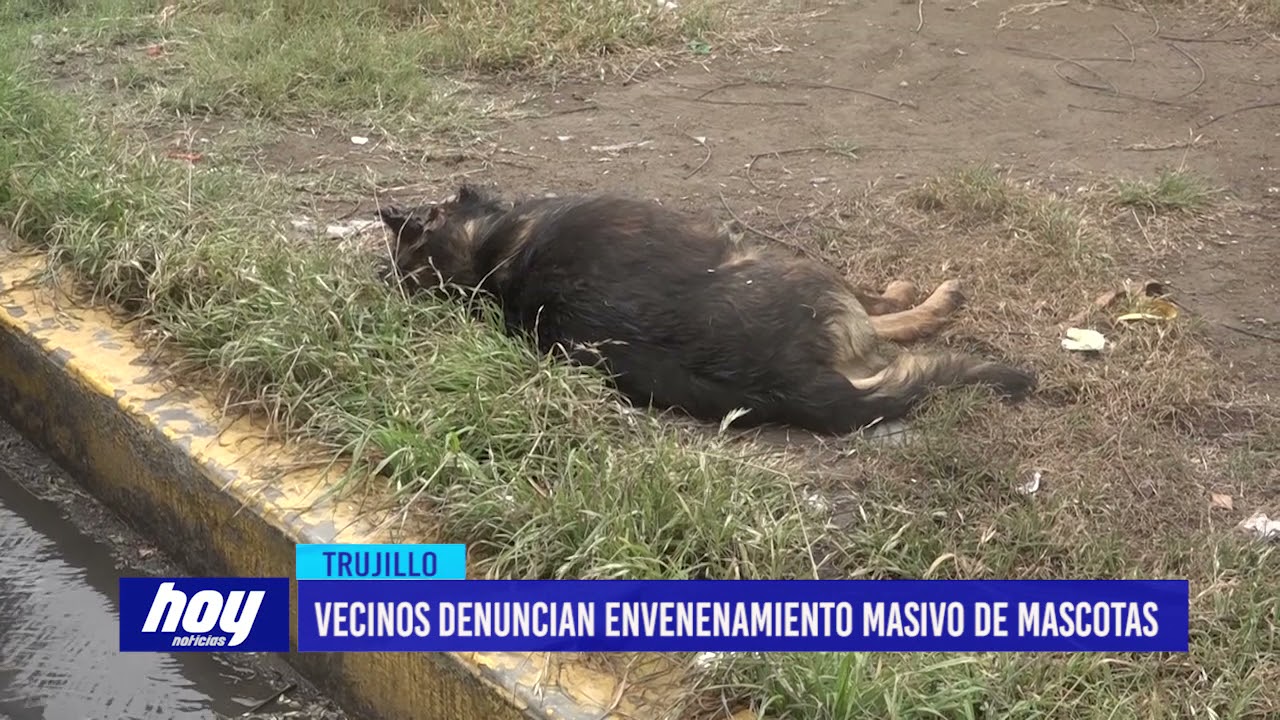 Vecinos denuncian envenenamiento masivo de mascotas